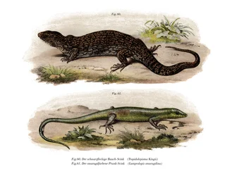 Tree Skink (farge litho)