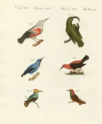 Treecreepers og kolibrier