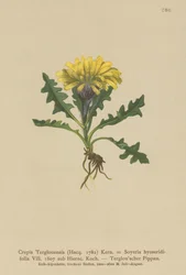 Triglav Hawkbeard (Crepis Terglouensis, Soyeria hyoseridifolia sub Hierac.)