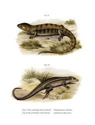 Tropidogerrhon rudicollis (farge litho)