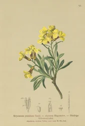 Tuftet veggblomst (Erysimum pumilum, Erysimum alpinum)