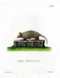 Tolvbåndet beltedyr (farget gravering)