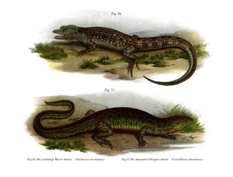 Tosidig Neusticurus (farge litho)