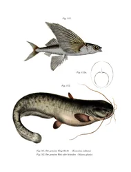 To-vinget Flyingfish (farge litho)
