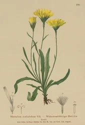 Paraplymelkeurt (Hieracium staticefolium, Hieracium staticifolium, Tolpis staticifolia, Chlorocrepis staticifolium, Chlorocrepis staticifolia)
