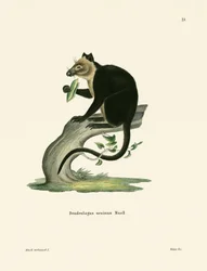 Ursine Tree kenguru
