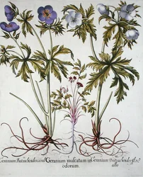 Varianter av geranium, fra 