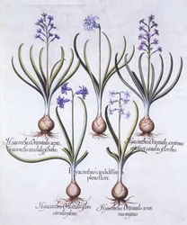 Variety of Hyacinth with Bulb, fra Hortus Eystettensis, av Basil Besler (1561-1629), pub. 1613 (håndfarget gravering)