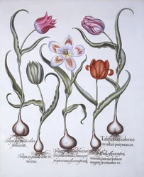 Varieties of Tulip, fra Hortus Eystettensis, av Basil Besler (1561-1629), pub. 1613 (håndfarget gravering)