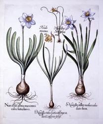 Diverse Narcissi, fra Hortus Eystettensis, av Basil Besler (1561-1629), pub. 1613 (håndfarget gravering)