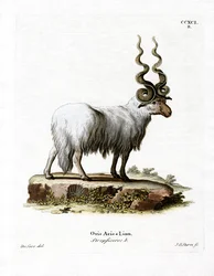 Wallachian sau (farget gravering)