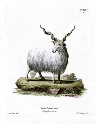 Wallachian sau (farget gravering)