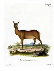 Wapiti (farget gravering)
