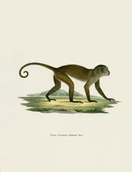 Weeper Capuchin (farget gravering)