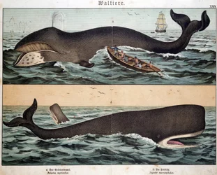 Whale, i "Natural History of Pattedyr", red. Schreiber, München