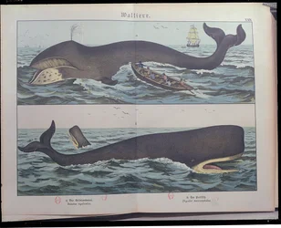 Whaling and Sperm Whale, fra Natural History of Pattedyr (1861) av Gotthelf Heinrich von Schubert (1780-1860), utgitt i Stuttgart, 1886 (fargegravering)