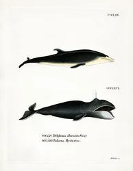 Hvitnebb delfin (farget gravering)