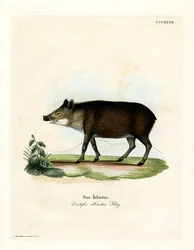 Peccary med hvit leppe (farget gravering)