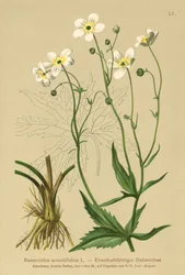 Hvite ungkarsknapper (Ranunculus aconitifolius)