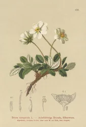 Hvite dryas