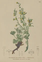 Hvit genepi (Artemisia mutellina, Artemisia umbelliformis)
