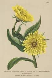 Hvit haukrev (Hieracium intybaceum)