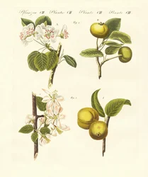 Ville typer frukt (farget gravering)