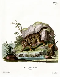 Wildcat (farget gravering)