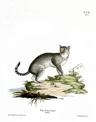 Wildcat (farget gravering)