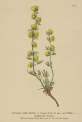 Malurt (Artemisia nitida, Artemisia lantana)