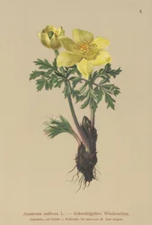 Gul anemone (Anemone sulfurea, Anemone sulphurea, Pulsatilla alpina)