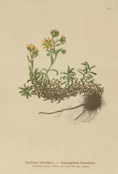 Yellow Mountain Saxifrage (Saxifraga aizoides)