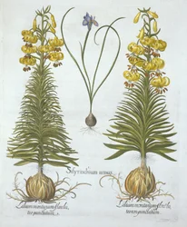 Yellow Turkscap Lily med pære og dvergblåøyde gress, fra Hortus Eystettensis, av Basil Besler (1561-1629), pub. 1613 (håndfarget gravering)