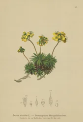 Yellow Whitlow-gress (Draba aizoides)