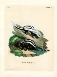 Zorilla (farget gravering)