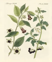 innfødte giftige planter