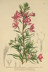 rosmarinbladet pileurt (Epilobium rosmarinifolium, Epilobium Dodonaei)