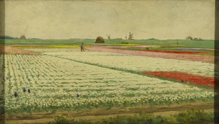 Tulipanmarker