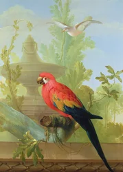 En ara og en due i en prydhage, 1772