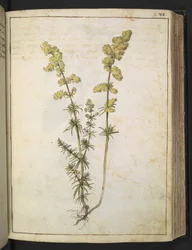En plante med gult løvverk, fra "Paintings of Flora of the Roman States" av Gherardo Cibo, Add MS 22333, f076r, c.1564-84 (akvarell og gouache på papir)