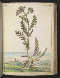 Achillea millefolium: En høy bregnetype plante med hvite blomster, fra "Paintings of Flora of the Roman States" av Gherardo Cibo, Add MS 22333, f114r, ca. 1564-84 (akvarell og gouache på papir)