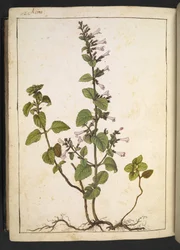 Acinos, Clinopodium: Flerårig treaktig plante med rørformede blomster, fra "Paintings of Flora of the Roman States" av Gherardo Cibo, Add MS 22333, f175v, ca.1564-84 (akvarell og gouache på papir)