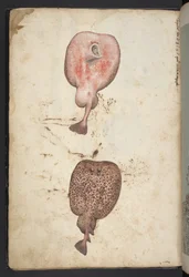 Legg til MS 22333, Malerier av floraen i de romerske statene, ca. 1564-84 (akvarell og gouache på papir)
