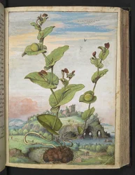 Aristolochia rotunda: En fruktbærende plante, fra "Paintings of Flora of the Roman States" av Gherardo Cibo, Add MS 22333, f078r, c.1564-84 (akvarell og gouache på papir)