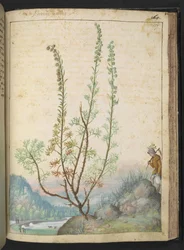 Artemisia abrotanum (southernwood), fra "Paintings of Flora of the Roman States" av Gherardo Cibo, Add MS 22333, f157r, c.1564-84 (akvarell og gouache på papir)
