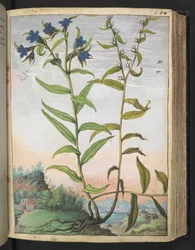 Buglossoides purpurocaerulea , fra "Paintings of Flora of the Roman States" av Gherardo Cibo, Add MS 22333, f061r, c.1564-84 (akvarell og gouache på papir)