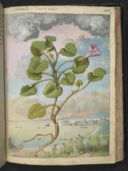 Calystegia soldanella, fra "Paintings of Flora of the Roman States" av Gherardo Cibo, Add MS 22333, f150r, c.1564-84 (akvarell og gouache på papir)