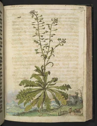 Capsella bursa-pastoris, fra "Paintings of Flora of the Roman States" av Gherardo Cibo, Add MS 22333, f119r, c.1564-84 (akvarell og gouache på papir)