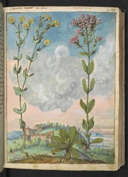 Centaurium erythraea, fra "Paintings of Flora of the Roman States" av Gherardo Cibo, Add MS 22333, f042r, c.1564-84 (akvarell og gouache på papir)