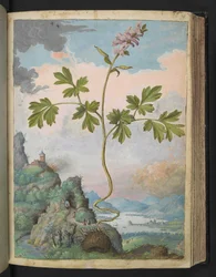 Corydalis cava: En plante med rosa blomster, fra "Paintings of Flora of the Roman States" av Gherardo Cibo, Add MS 22333, f079r, c.1564-84 (akvarell og gouache på papir)